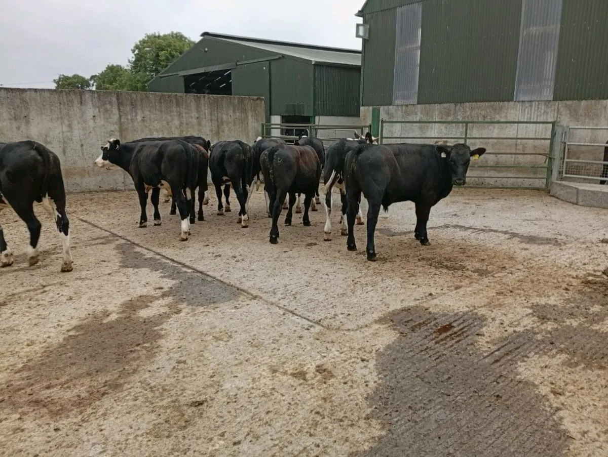 Bullocks - Image 1