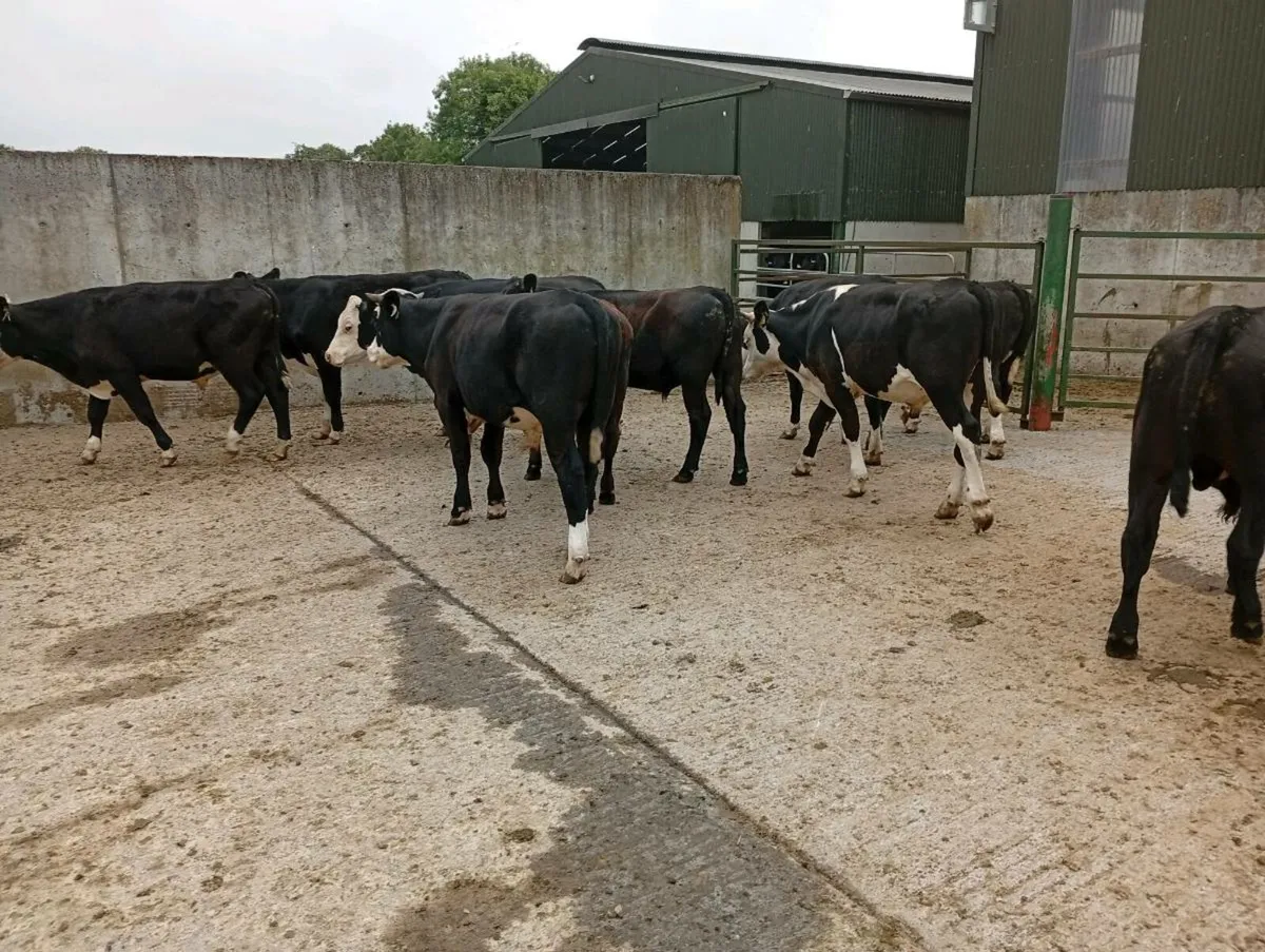 Bullocks - Image 2