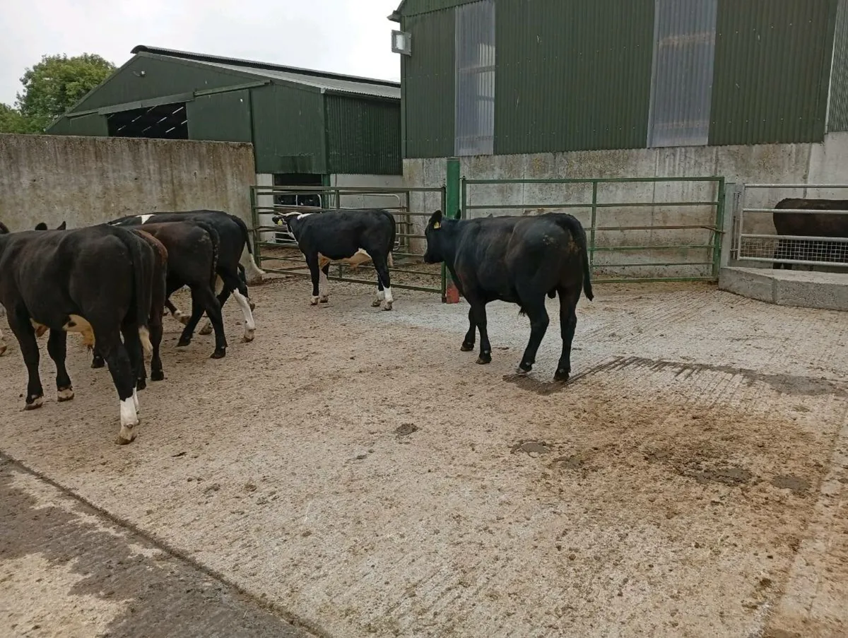 Bullocks - Image 3