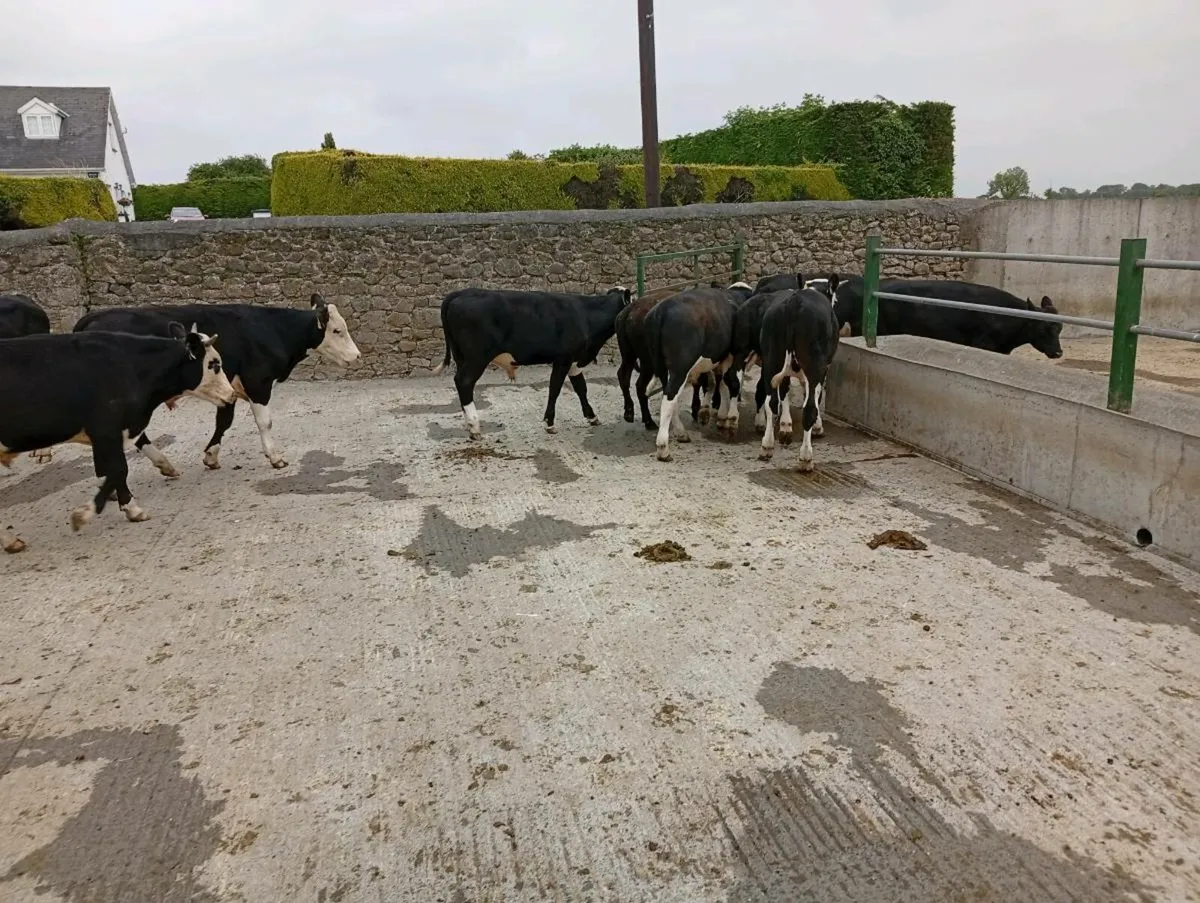 Bullocks - Image 4