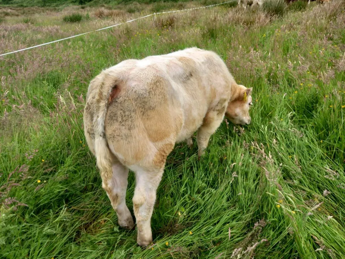 Show calf - Image 1