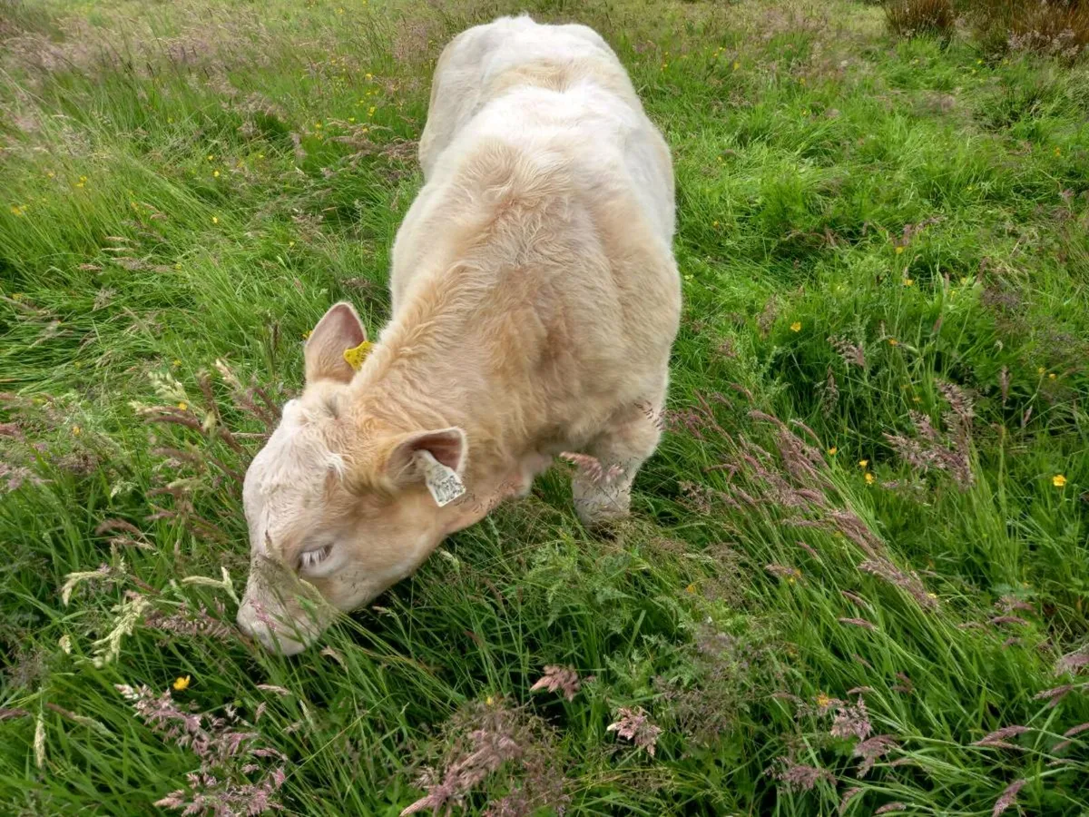 Show calf - Image 2
