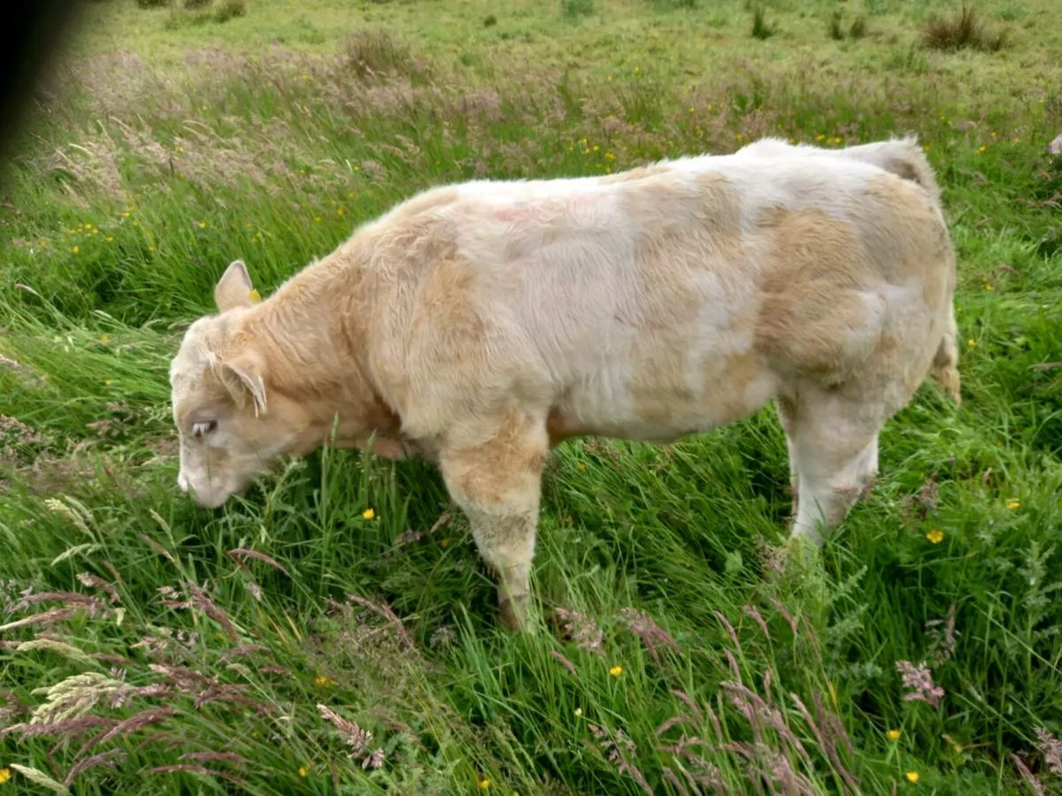 Show calf - Image 3