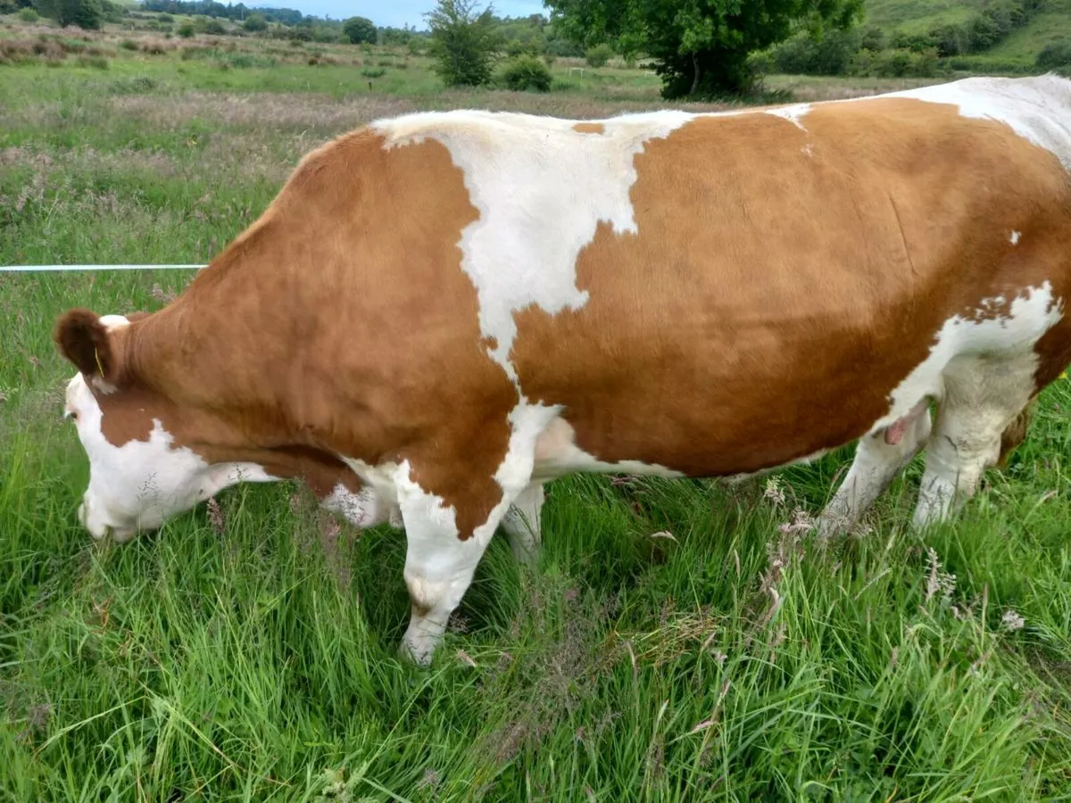 Show calf - Image 4