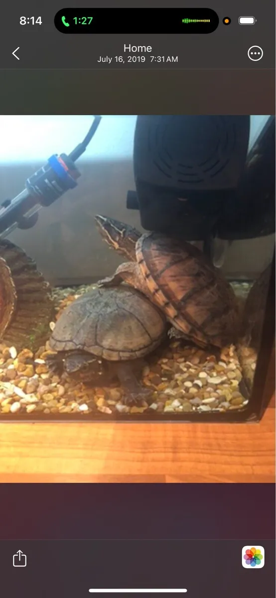 Musk turtle