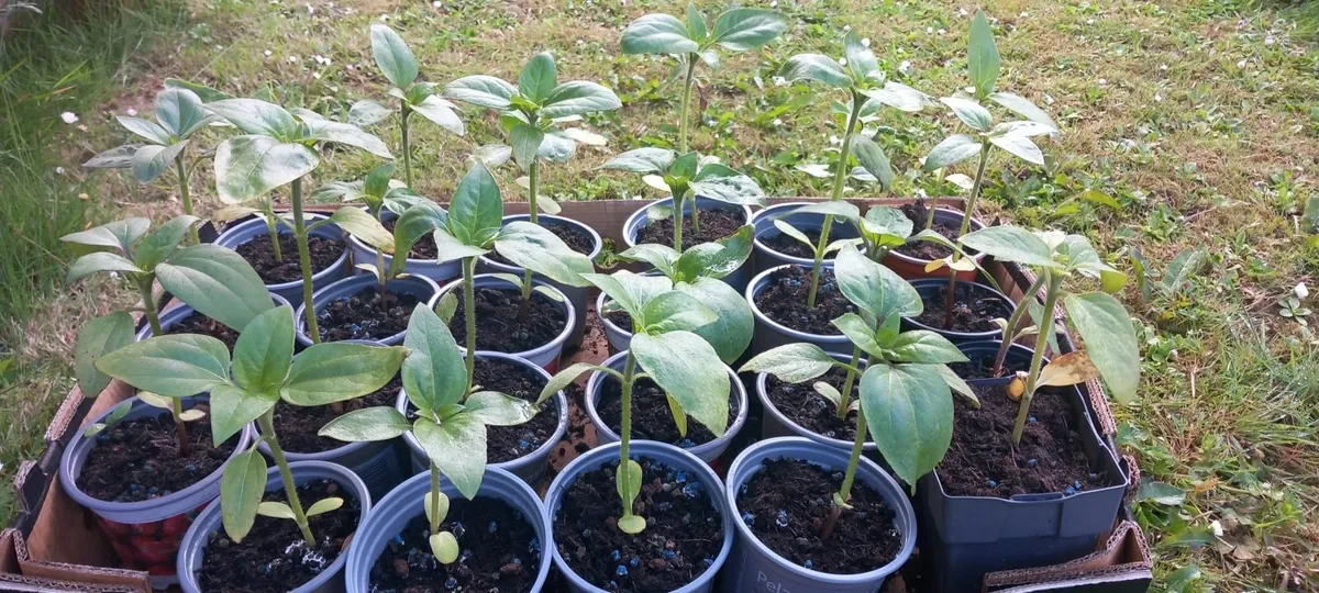 Giant Russian Sunflowers Plants - Image 1