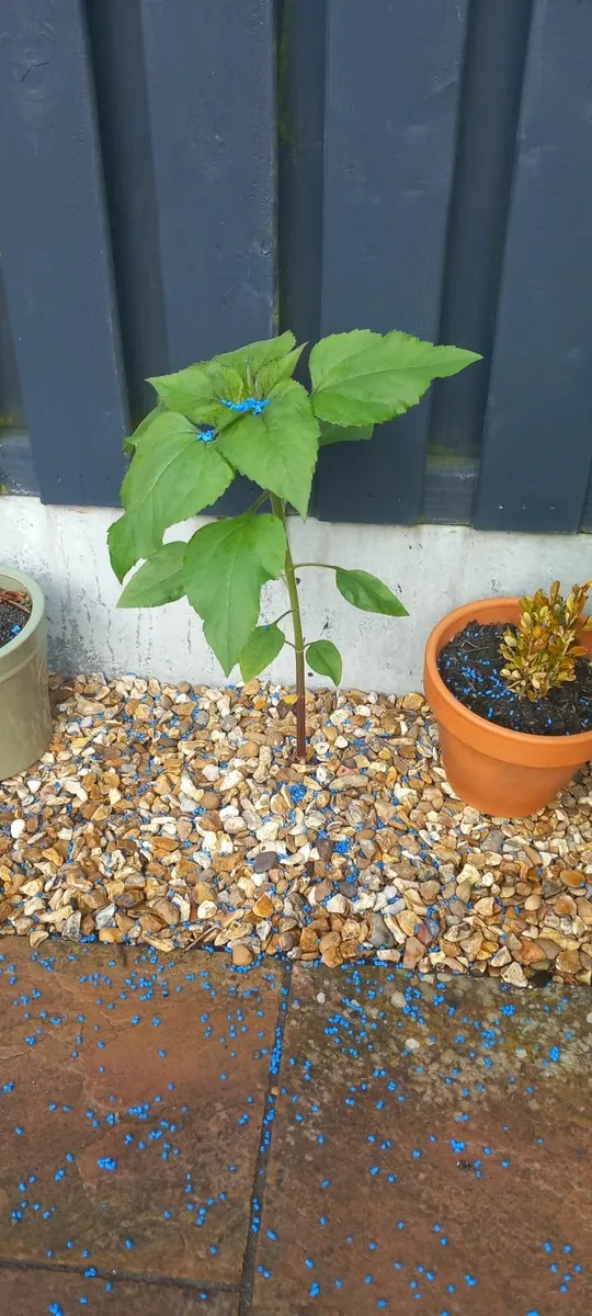 Giant Russian Sunflowers Plants - Image 4