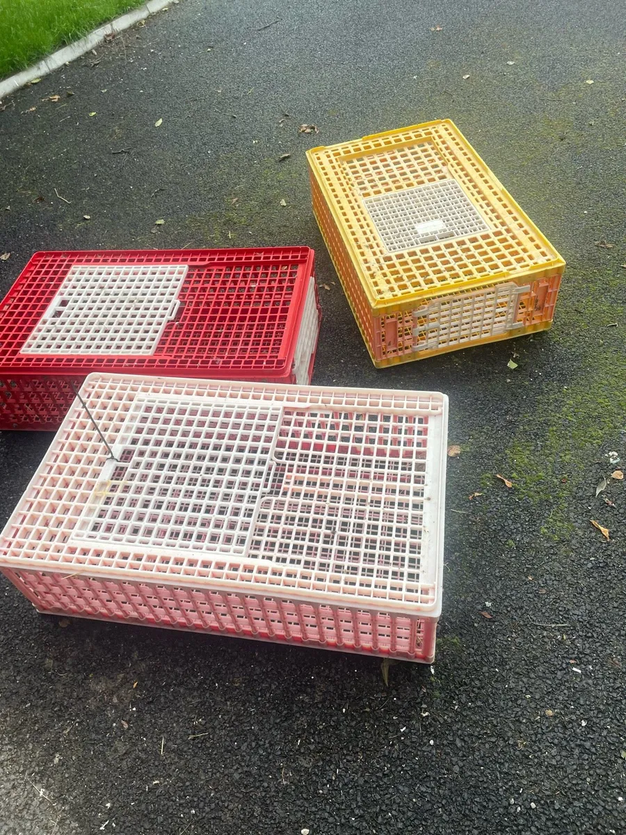 Pheasant crates