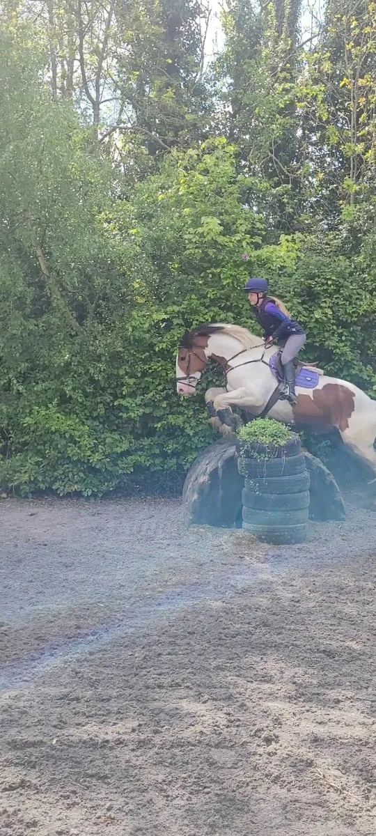 Horse - honest, brave & talented gelding - Image 1