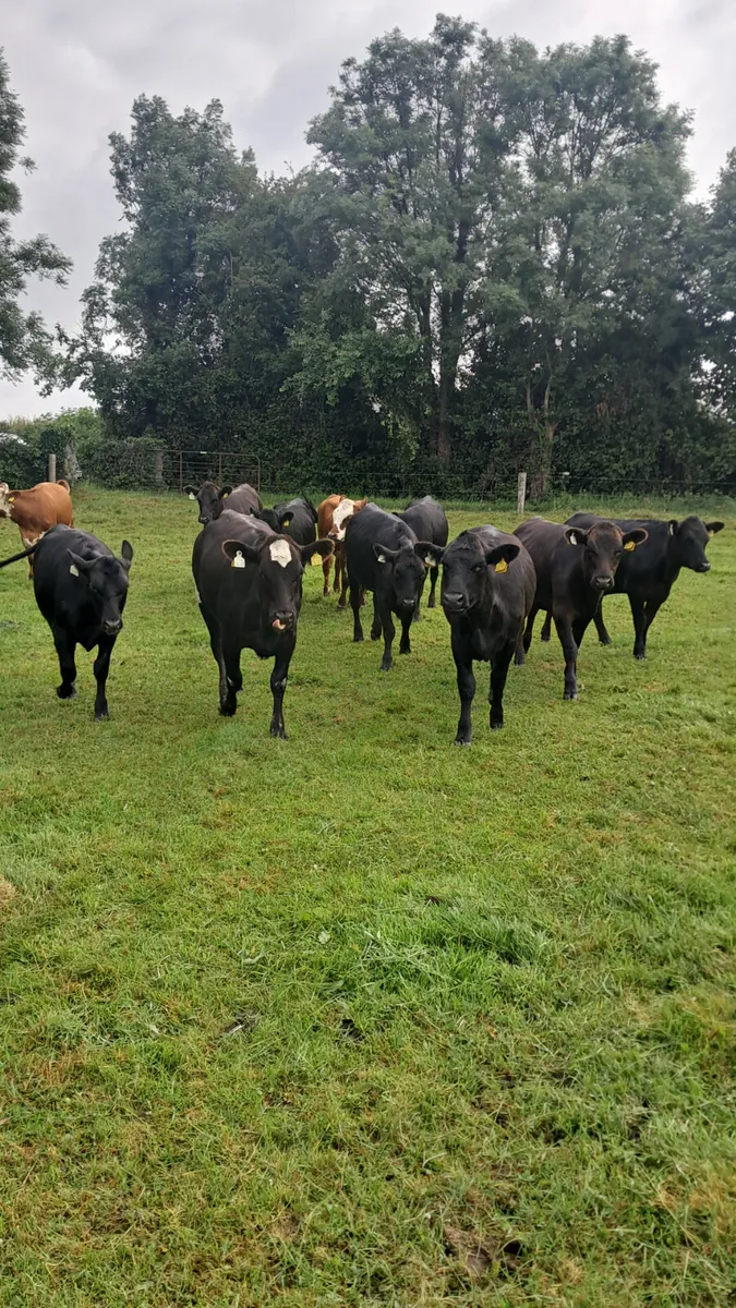 Angus heifers - Image 1