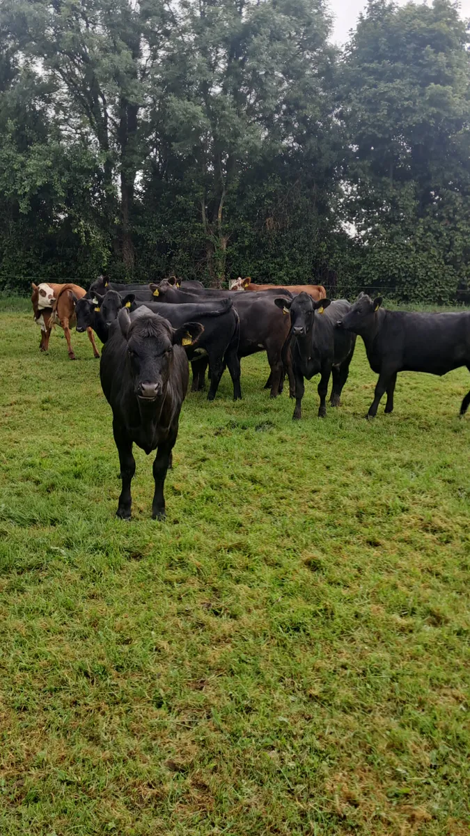 Angus heifers - Image 2