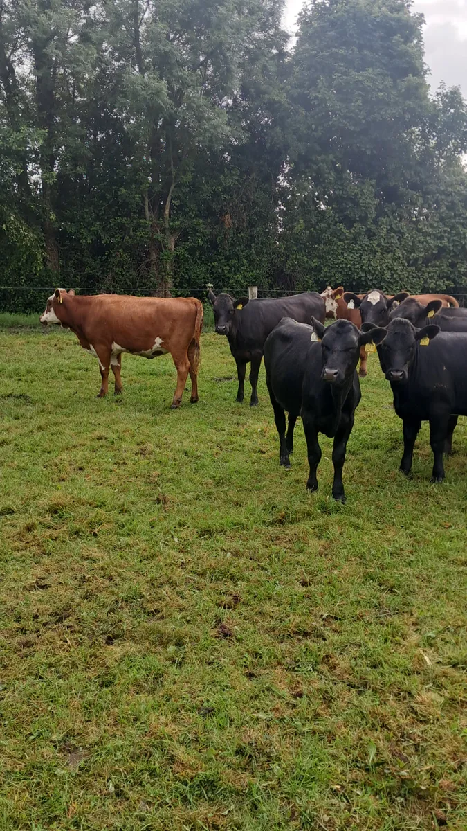 Angus heifers - Image 4