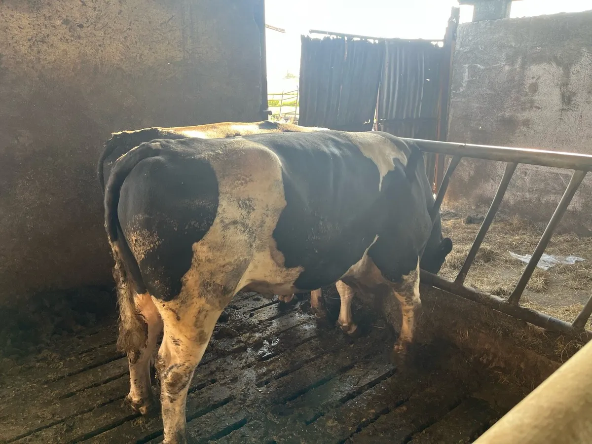 British Friesian Bulls - Image 1
