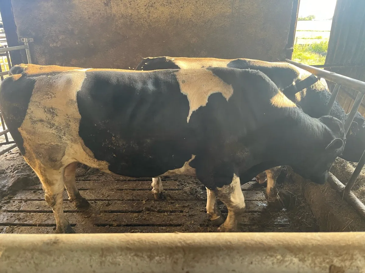 British Friesian Bulls - Image 2