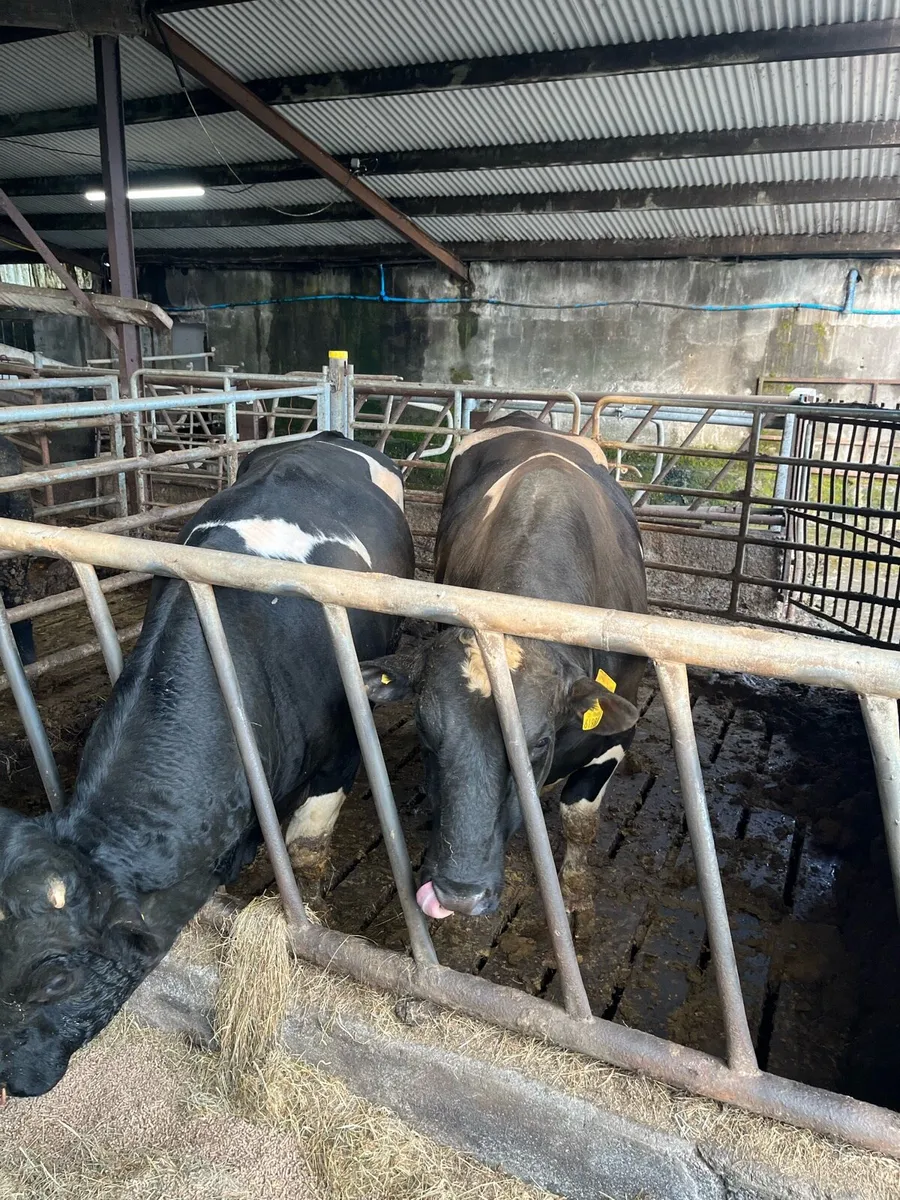 British Friesian Bulls - Image 3