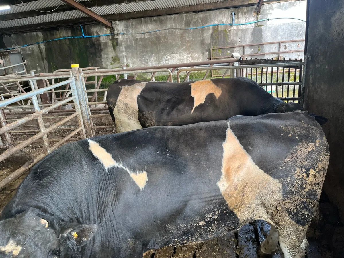 British Friesian Bulls - Image 4