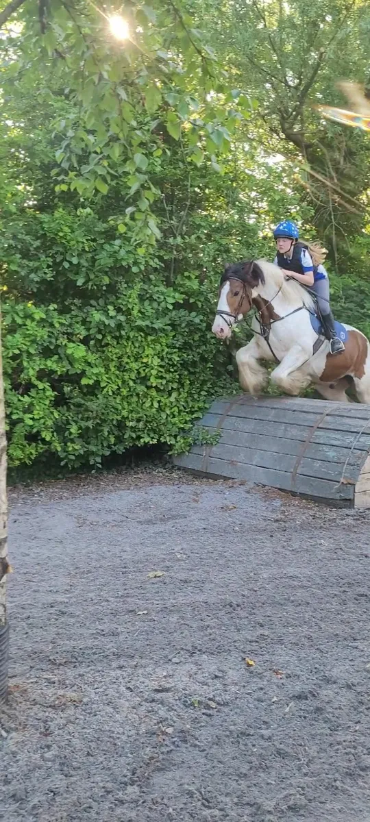 Horse - honest, brave & talented gelding - Image 3