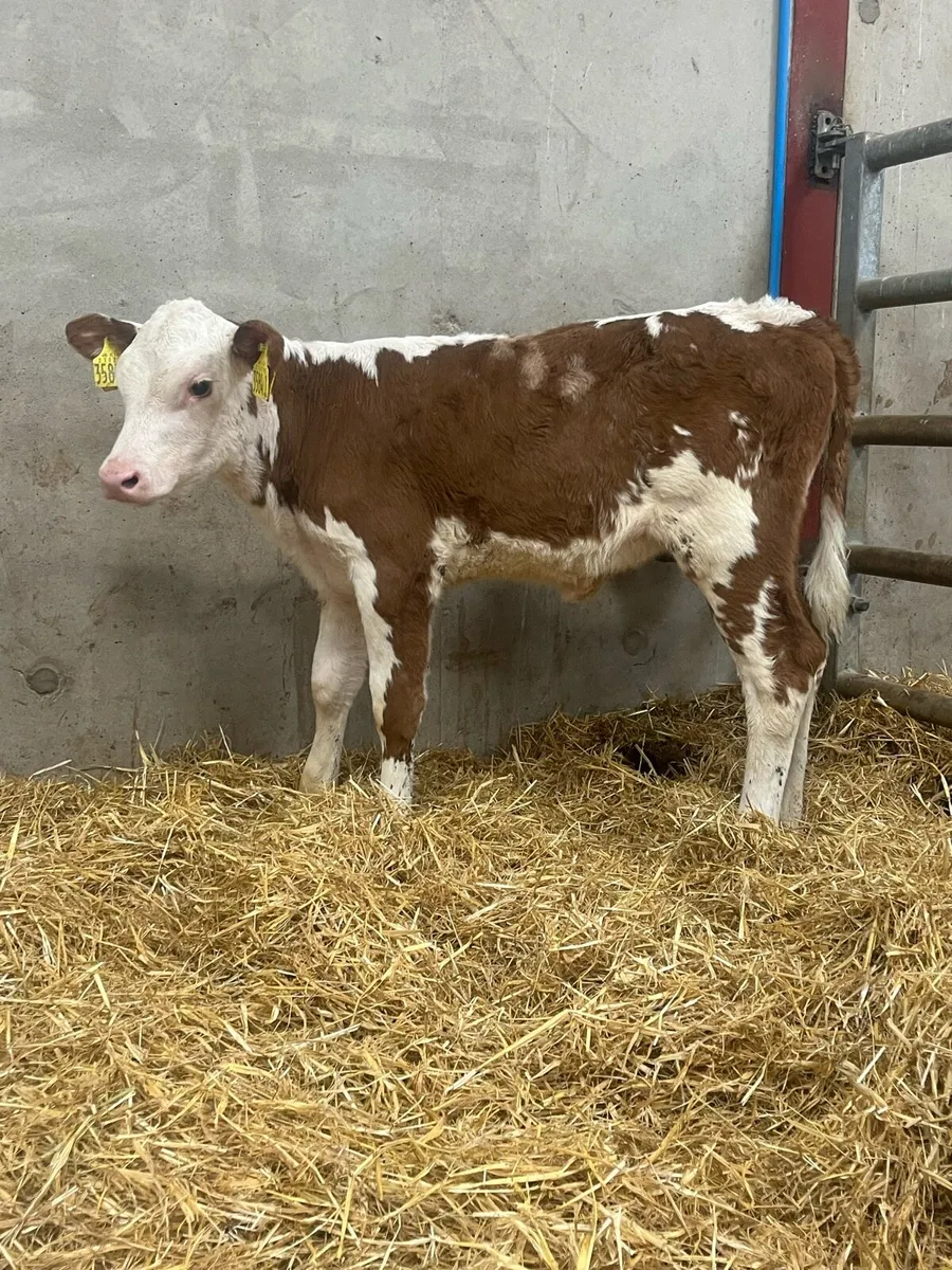 6 Reared Heifer Calves - Image 1