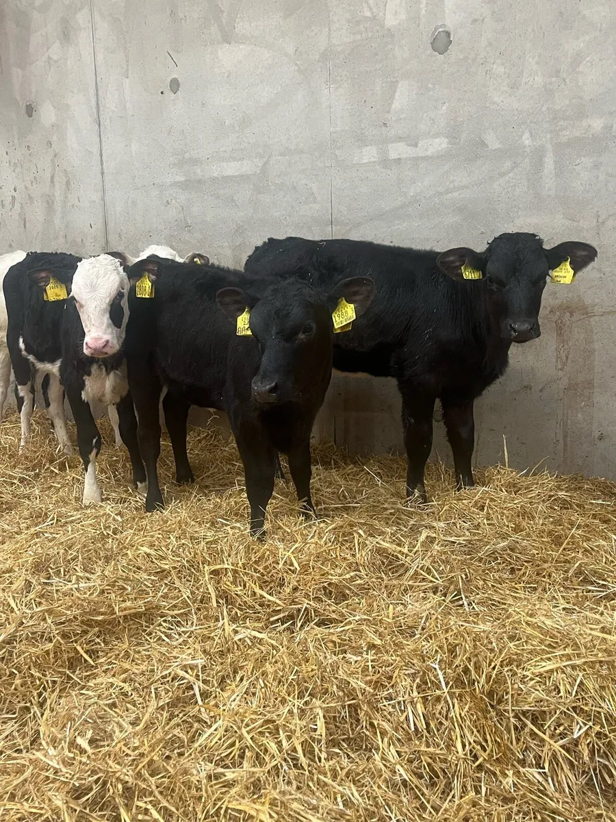 6 Reared Heifer Calves - Image 2