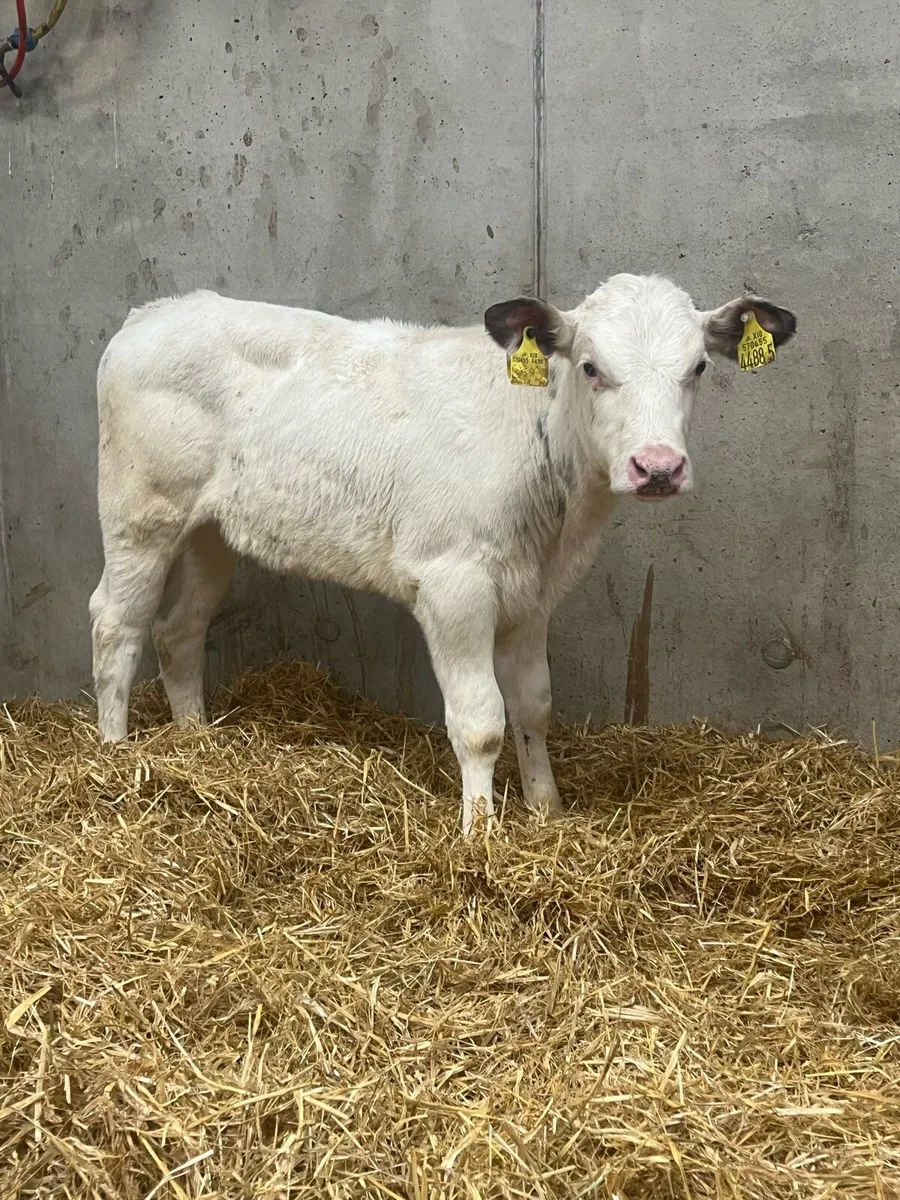 6 Reared Heifer Calves - Image 3
