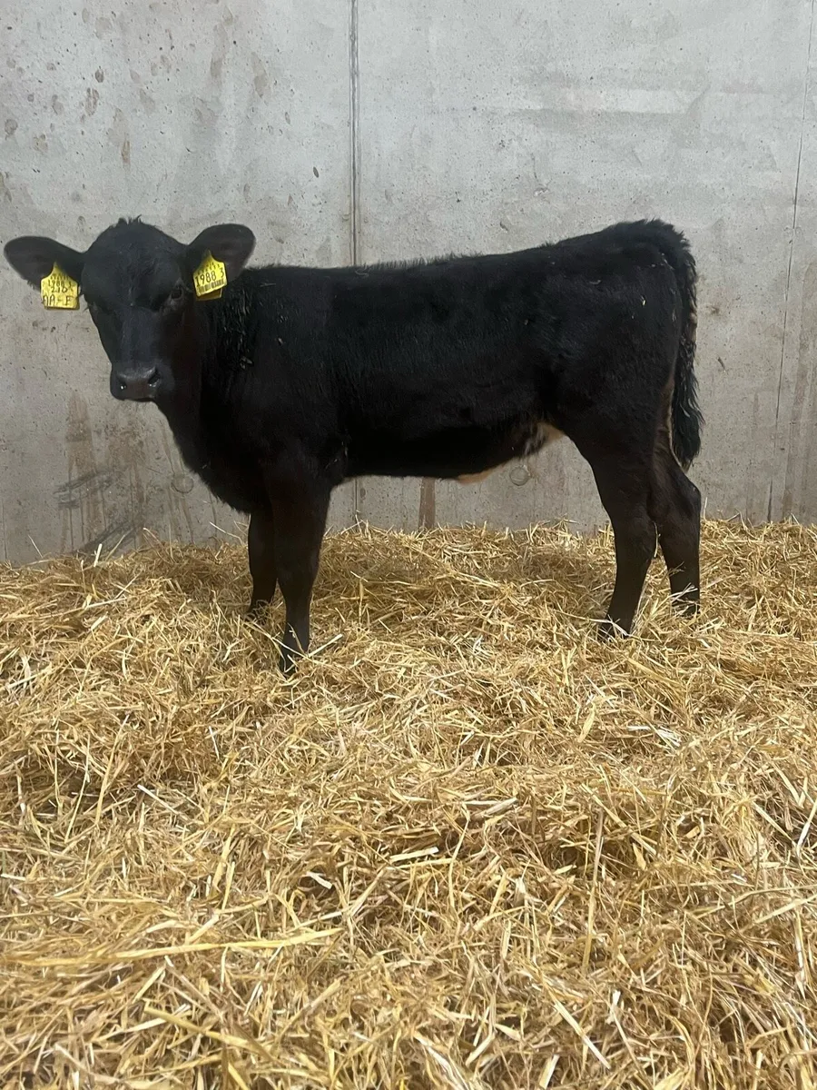 4 Reared Angus Heifers - Image 2