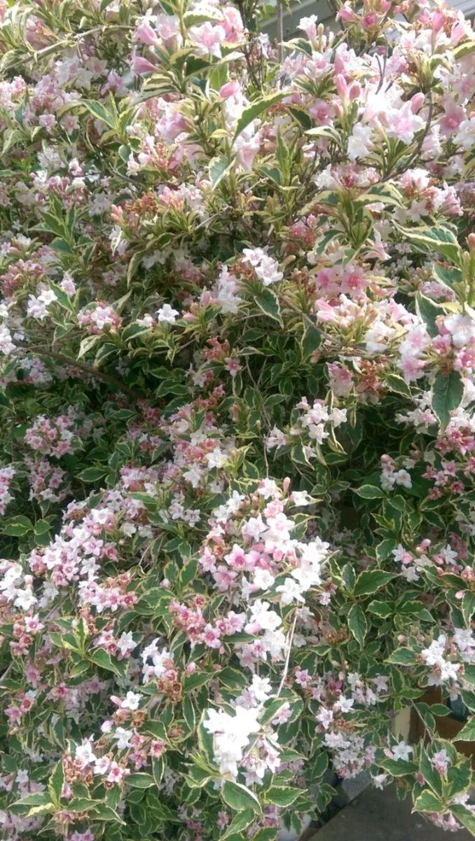 Weigela Flowering Shrubs - Image 1