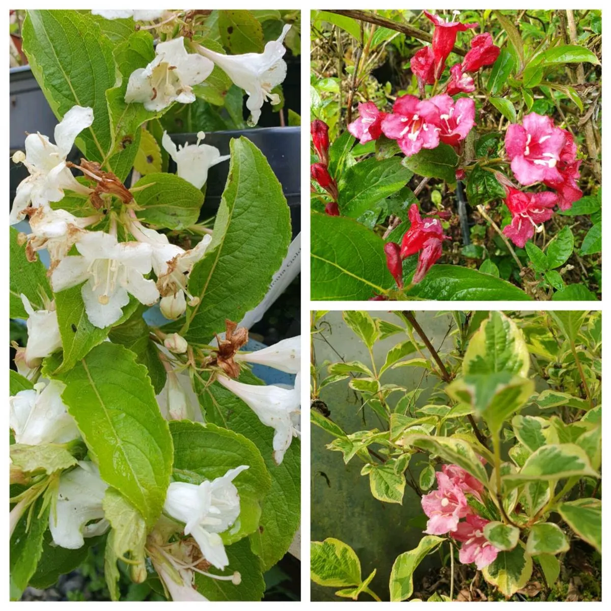 Weigela Flowering Shrubs - Image 2