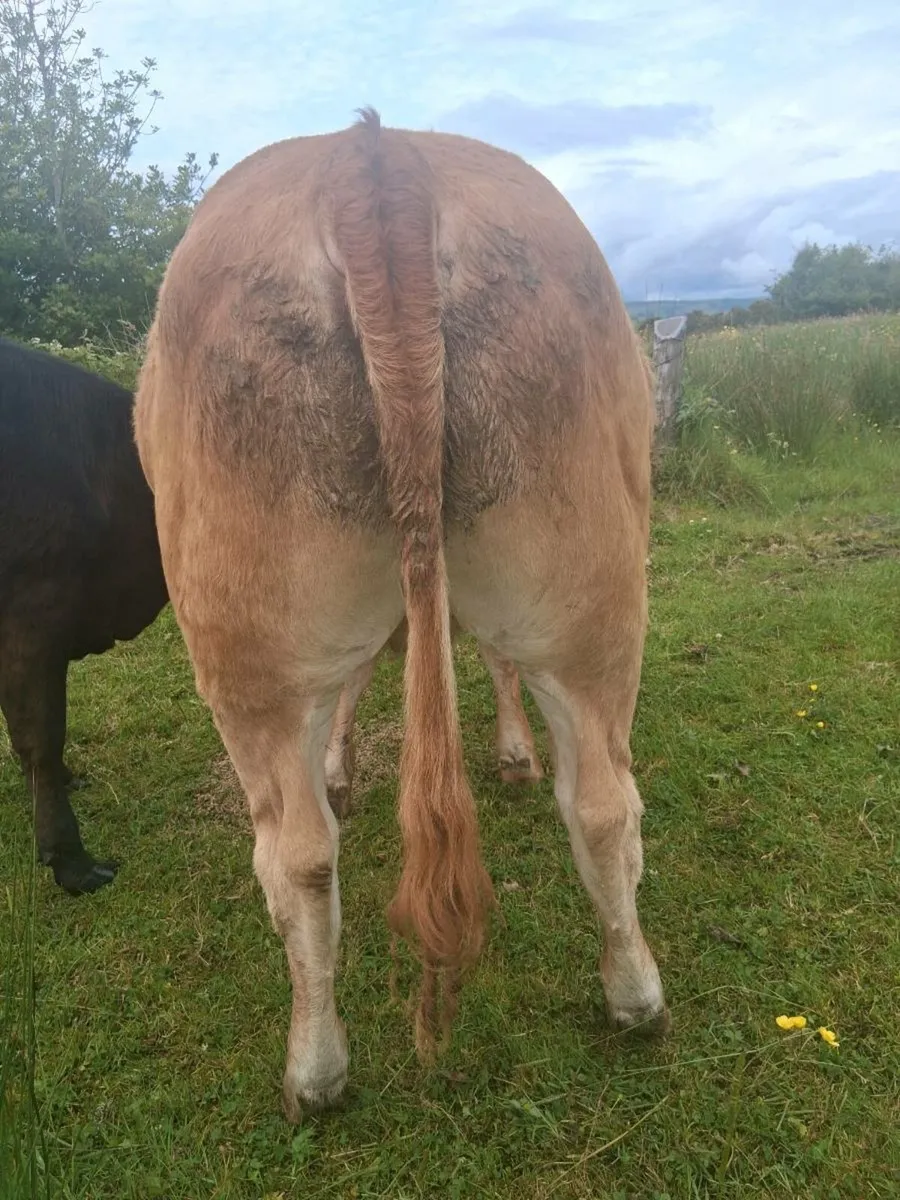 Top Quality Limousin Heifer - Image 2