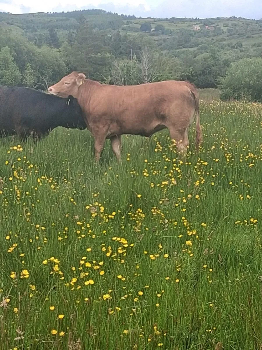 Top Quality Limousin Heifer - Image 3