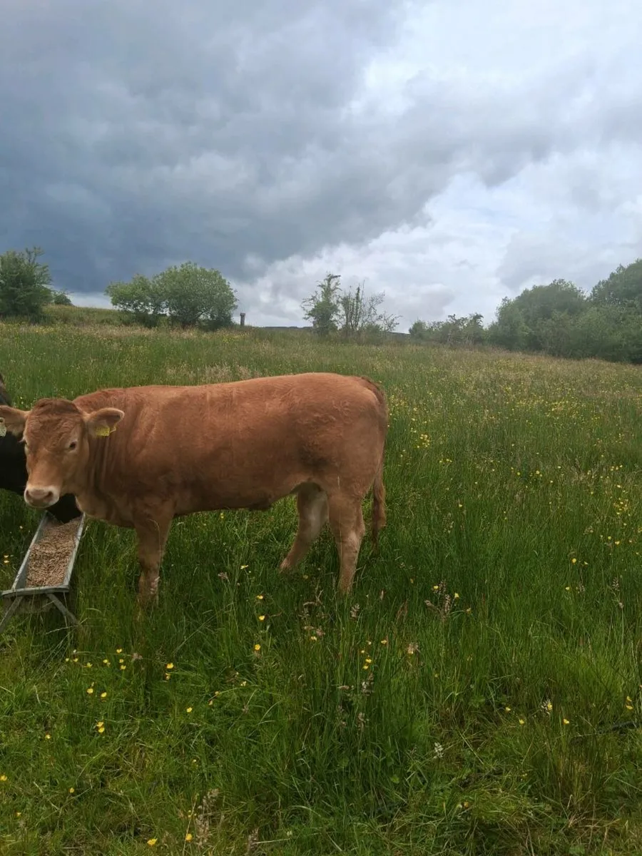 Top Quality Limousin Heifer - Image 4