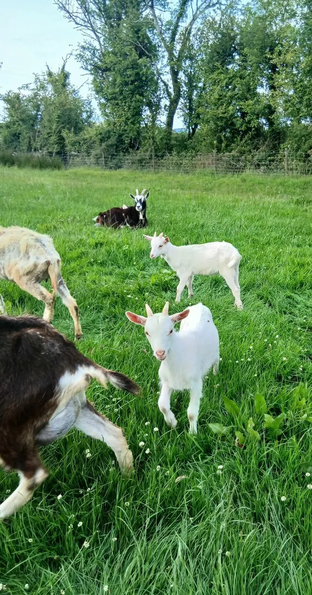 Goats - Image 1