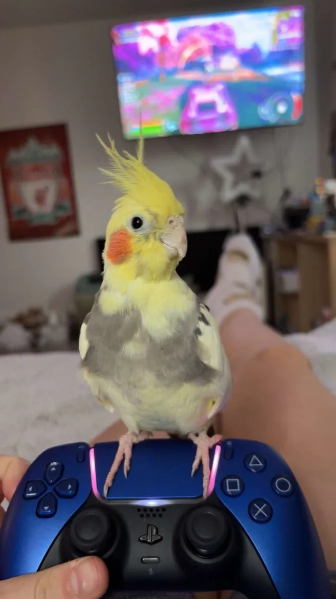 Cockatiel