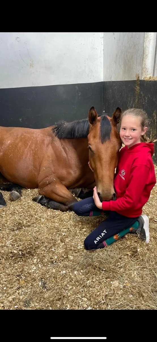 Red Bay Gelding 16 2hh - Image 2