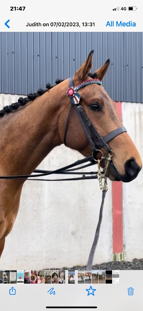 Red Bay Gelding 16 2hh - Image 1