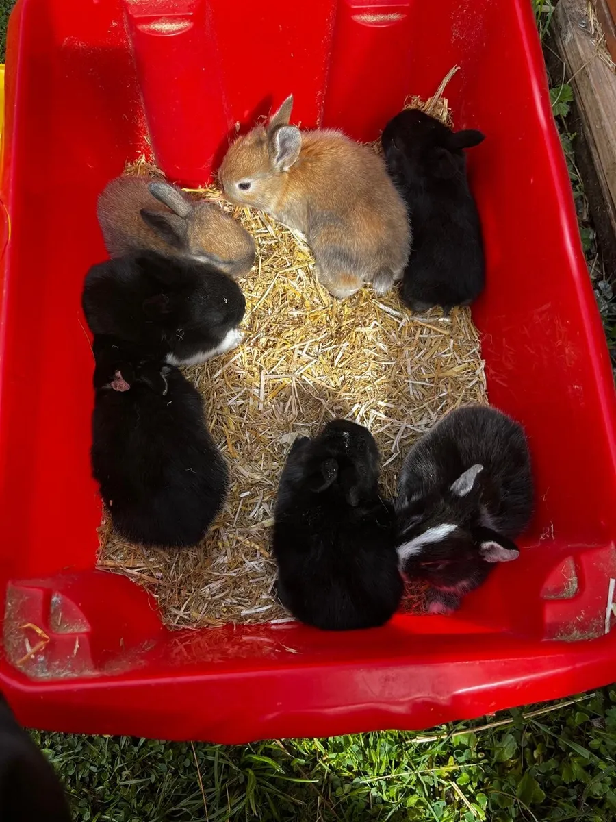 Rabbits - Image 1