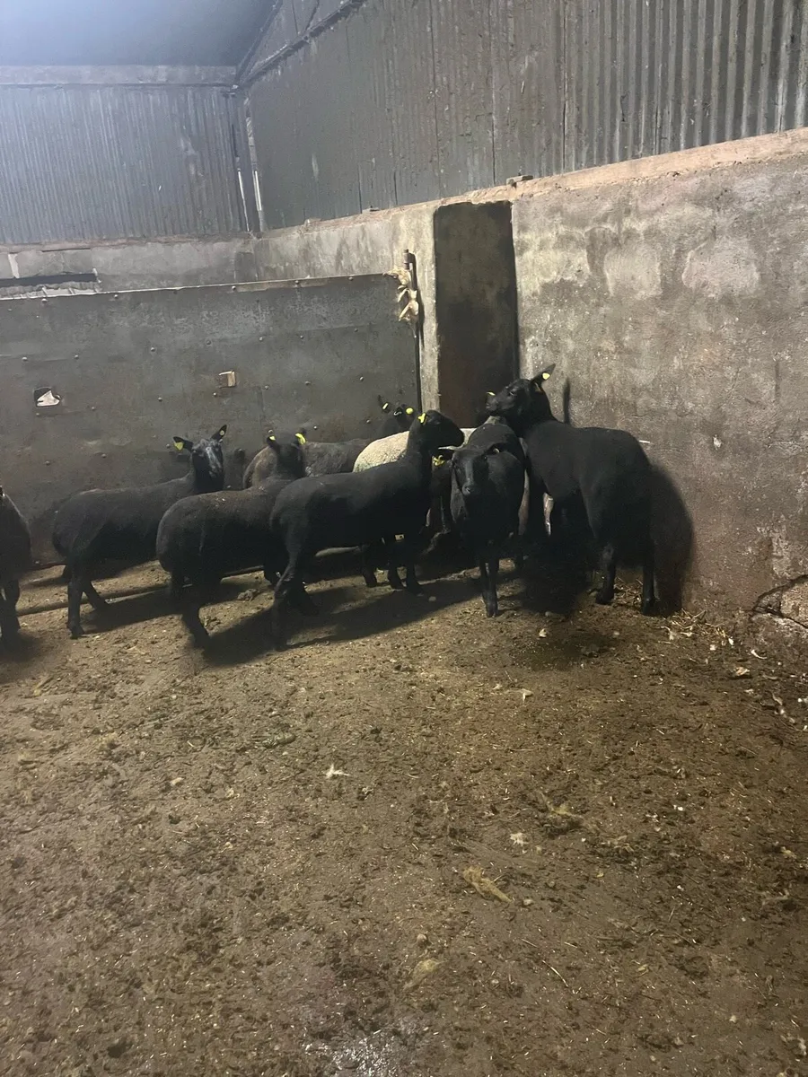 💥10 black ewe hoggets 💥 - Image 1