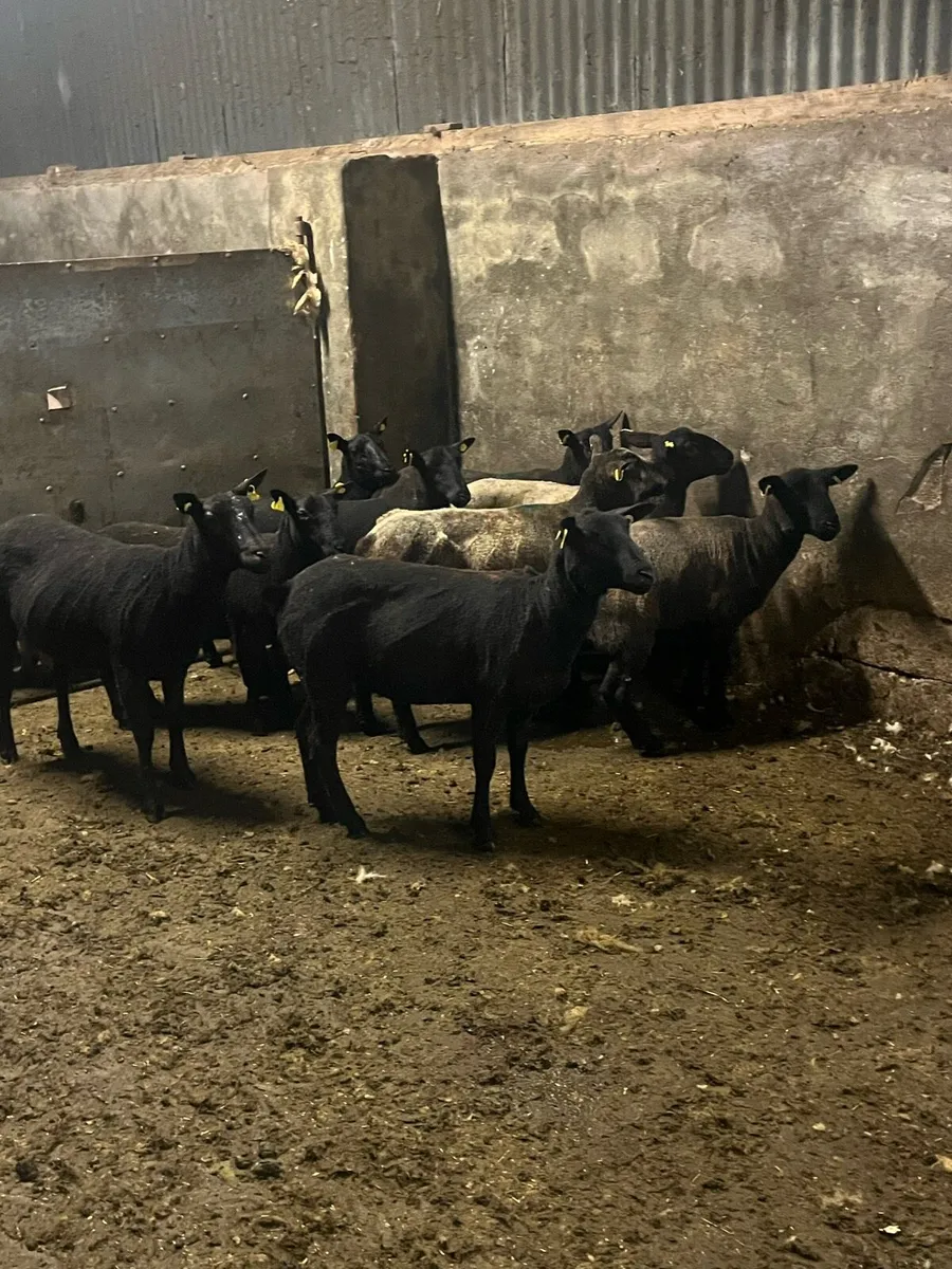 💥10 black ewe hoggets 💥 - Image 2