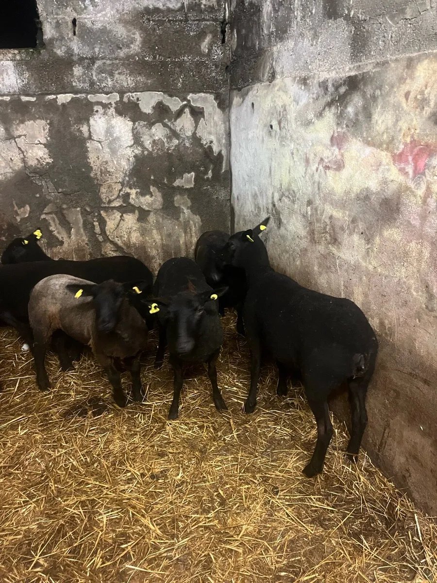 💥10 black ewe hoggets 💥 - Image 3