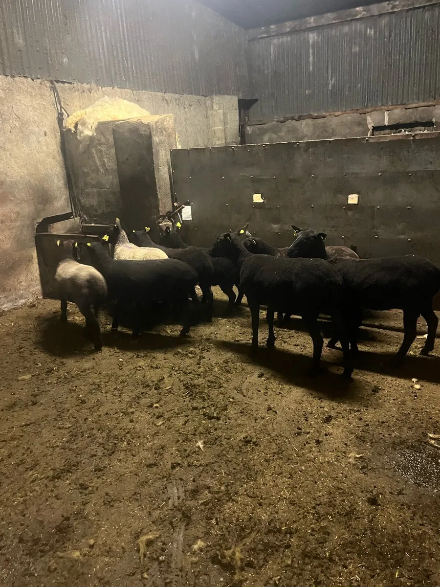 💥10 black ewe hoggets 💥 - Image 4