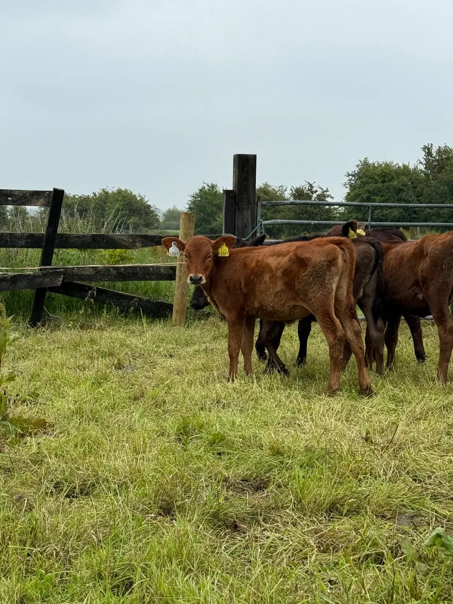 Calves - Aberdeen Angus and Limousine X - Image 2