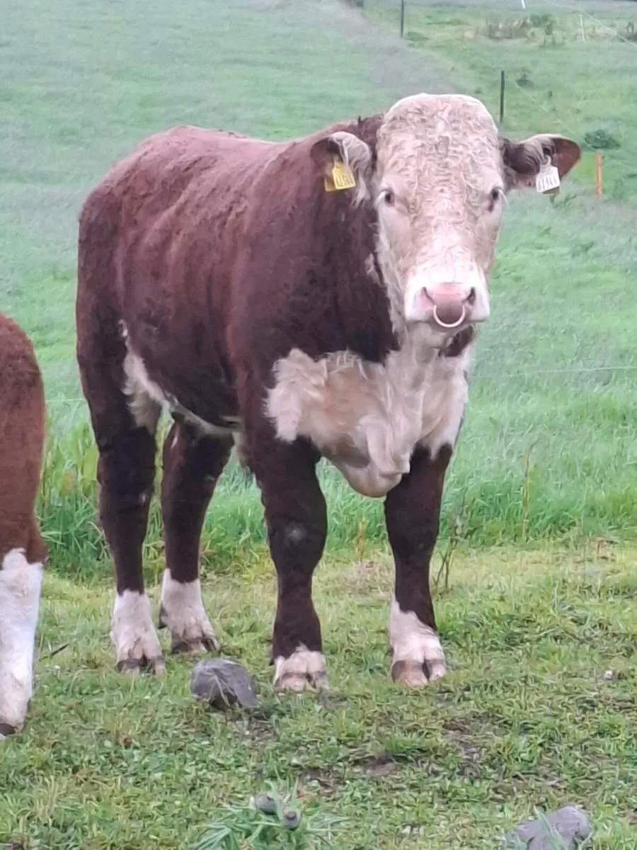 Pedigree Hereford bulls - Image 2