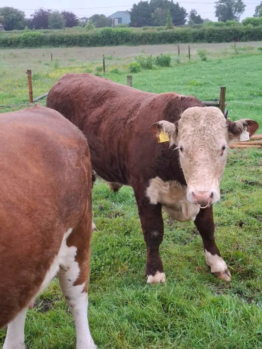 Pedigree Hereford bulls - Image 3