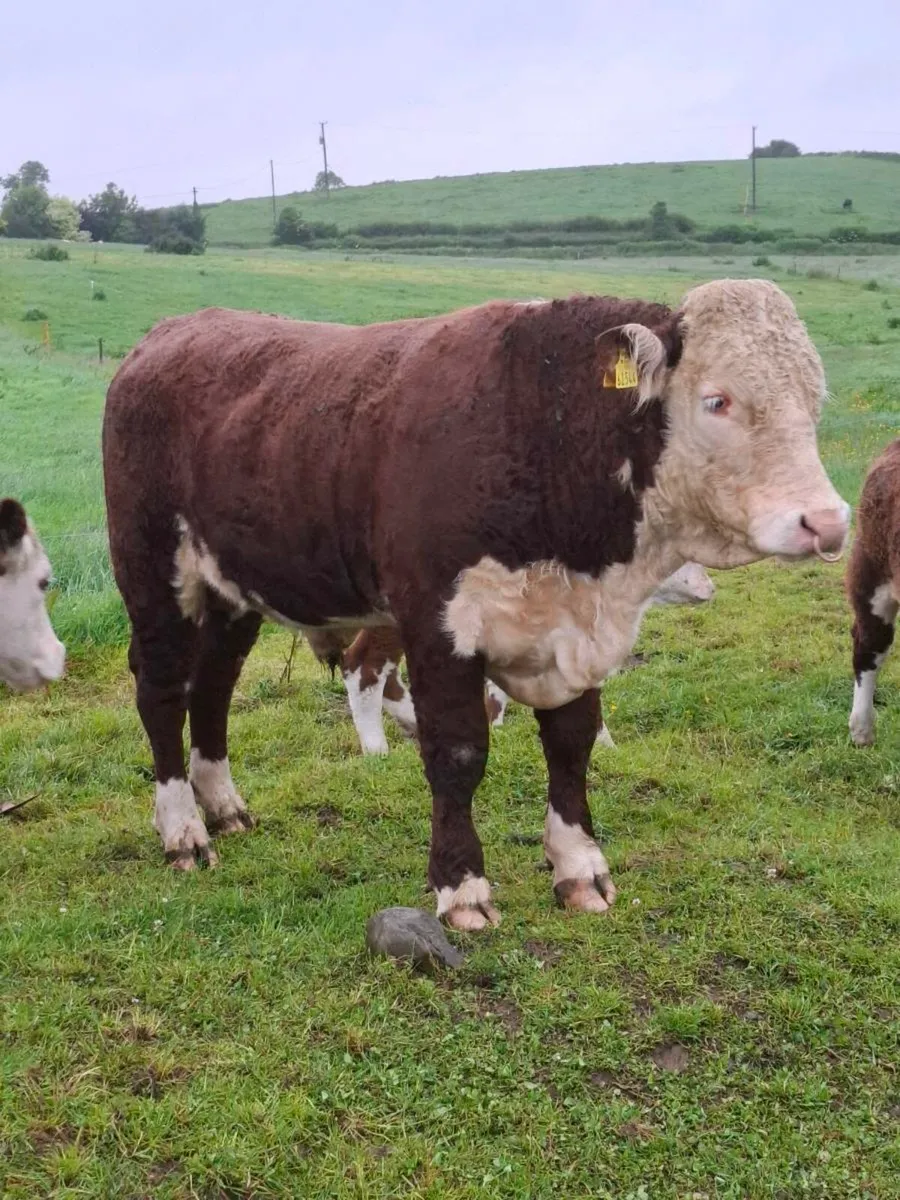 Pedigree Hereford bulls - Image 1