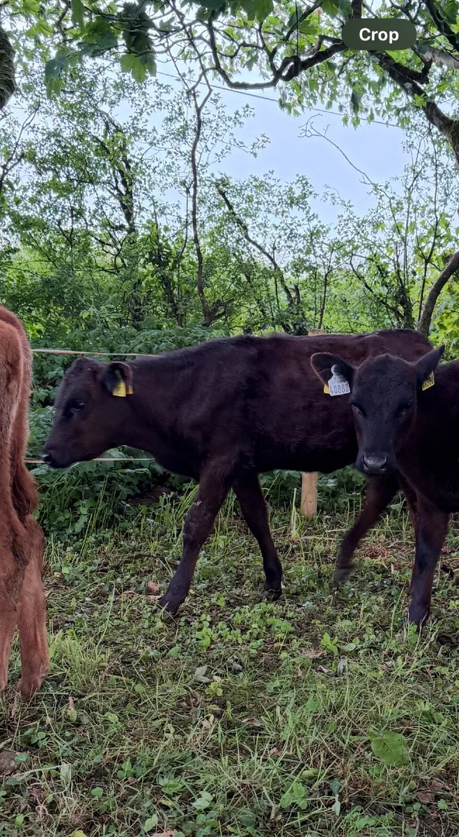 Calves - Aberdeen Angus and Limousine X - Image 3
