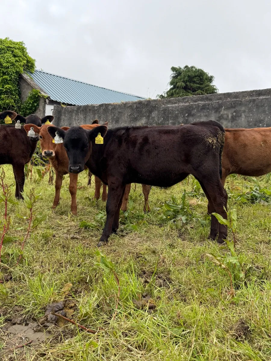 Calves - Aberdeen Angus and Limousine X - Image 1