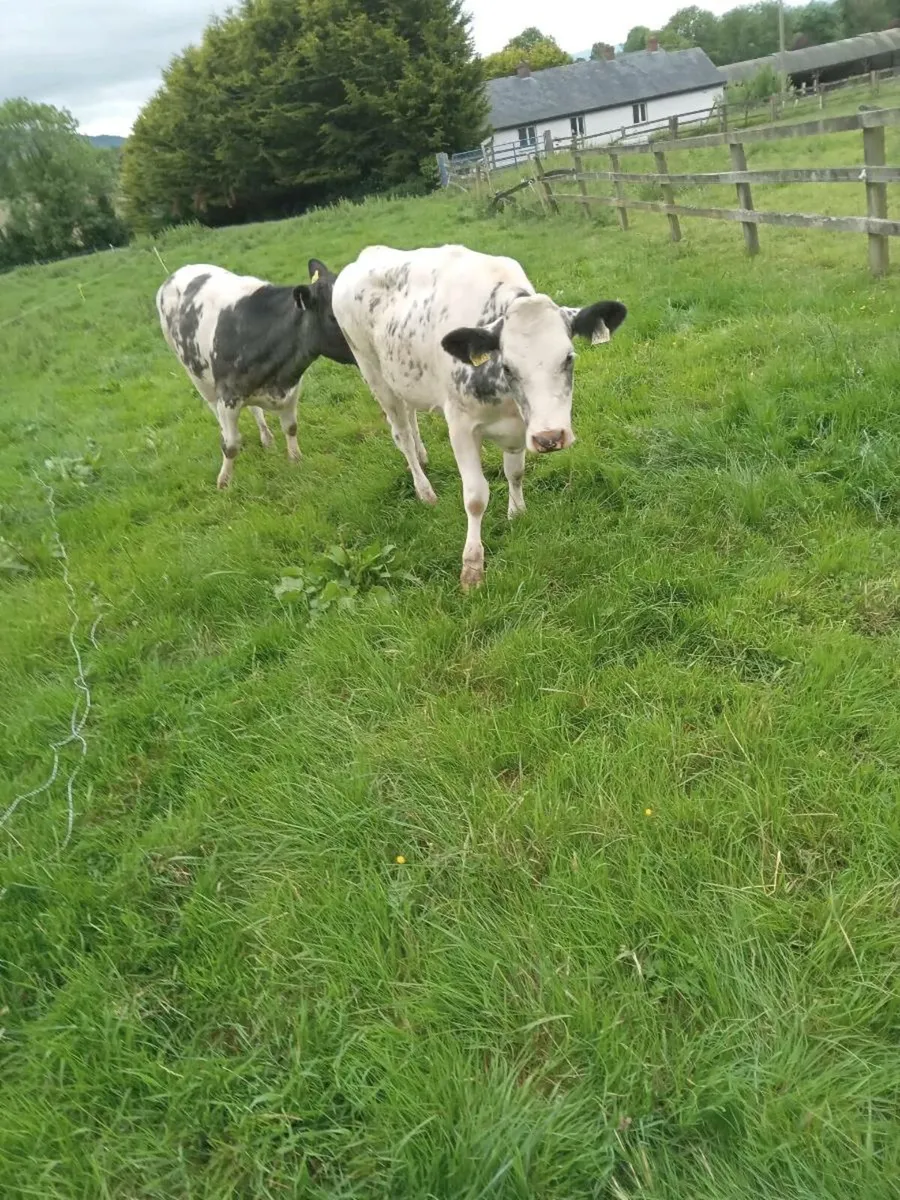 5 BB heifers - Image 1