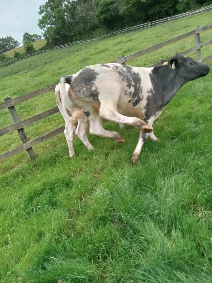5 BB heifers - Image 2