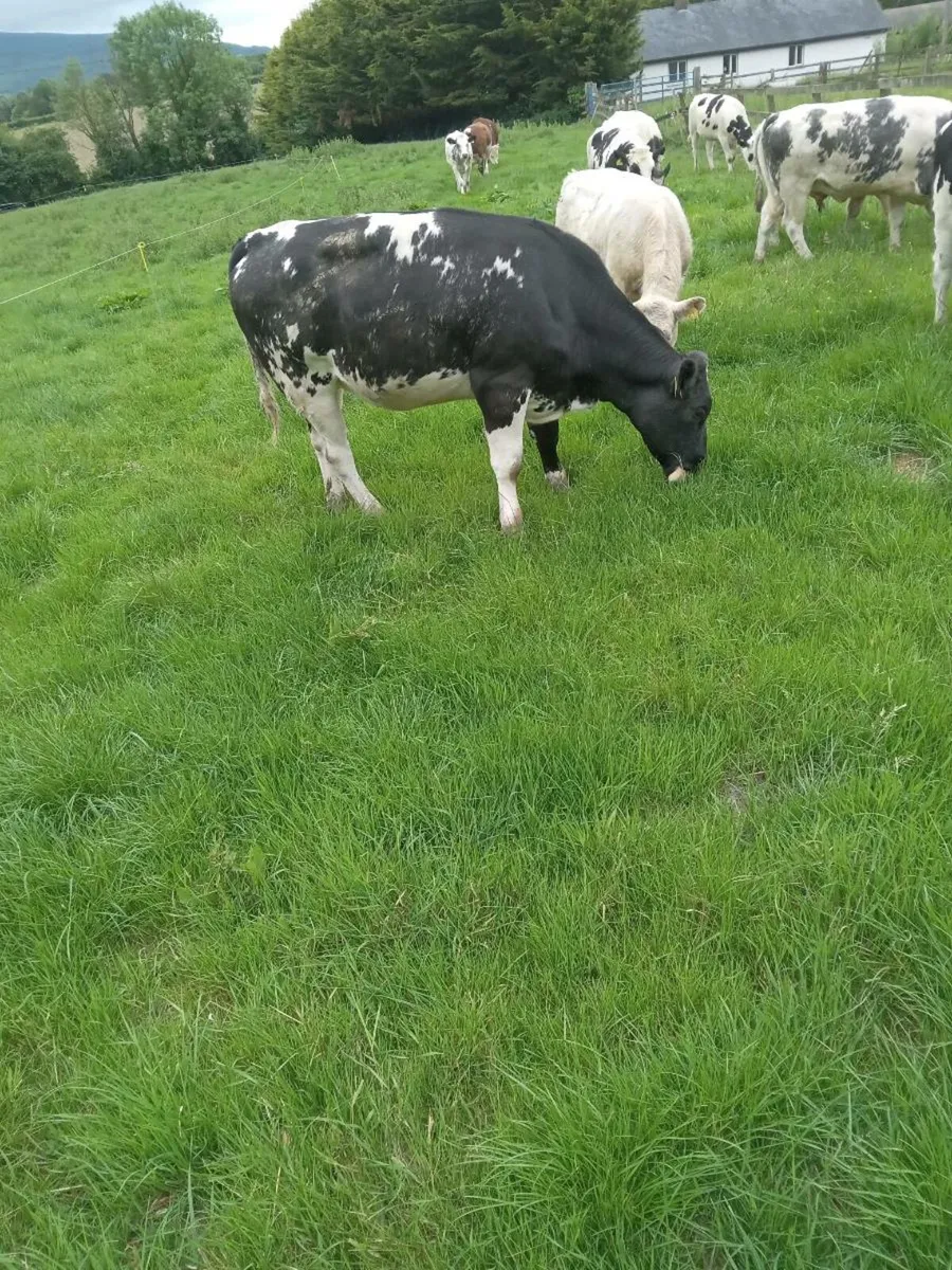 5 BB heifers - Image 3
