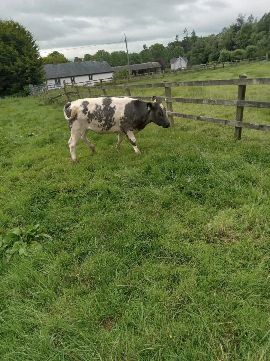 5 BB heifers - Image 4