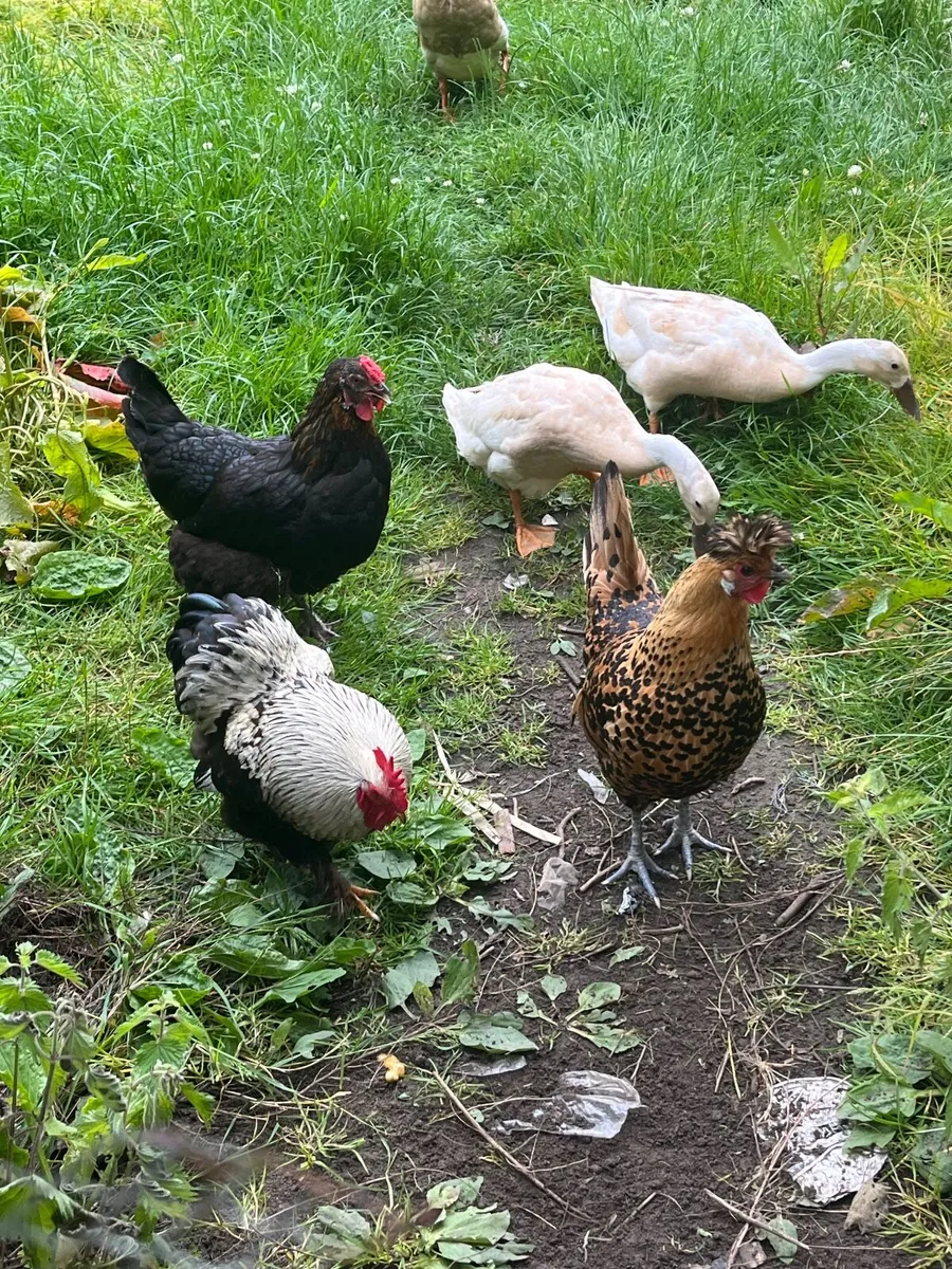 Pekin Hen, Chicks, Rooster, Indian Runner Eggs - Image 2